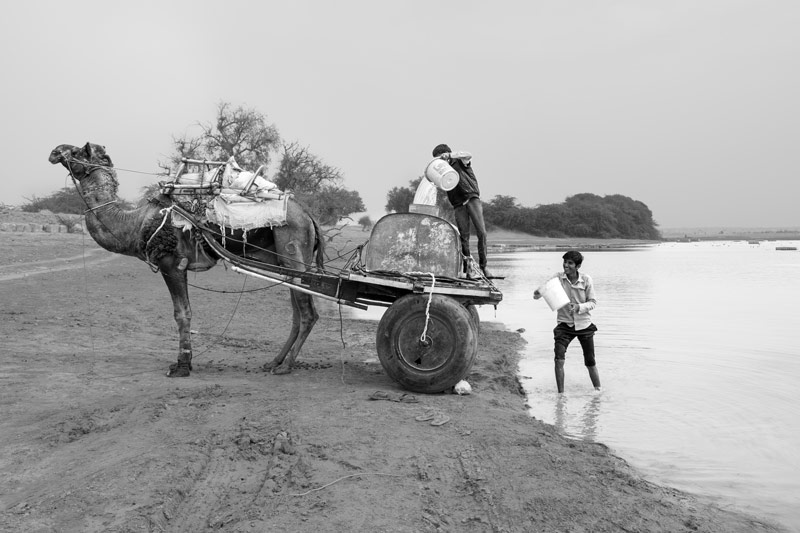 Nature-based solution for quenching thirst in the driest place of India - Viprasar water being collected in bulk. Viprasar is a rainfed village pond in Thar Desert, Jaisalmer district, Rajasthan